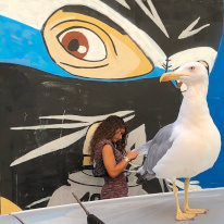 seagul